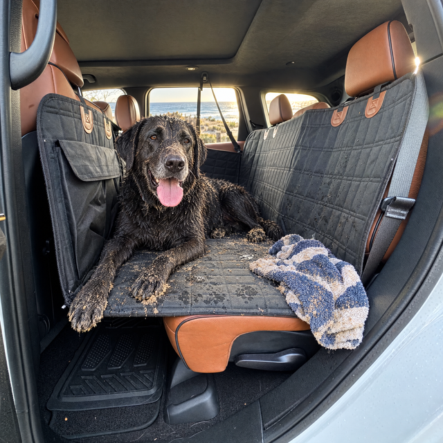 Labrador on the Back Seat Deck
