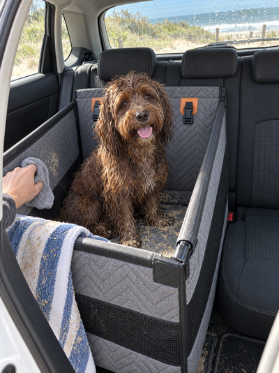 Sandy cavoodle in the grey pod after the beach