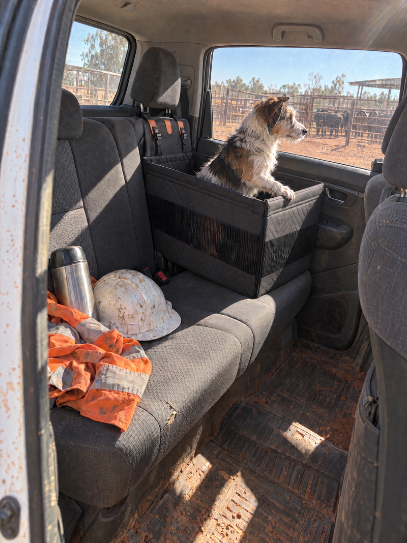 Terrier in the dog car seat pod in the back of a dual-cab ute